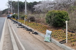 교동면 체육진흥후원회, 우리 동네 꽃길 가꾸기 앞장