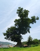[강화의 보호수] 송해면 당산리 느티나무(4-9-7)
