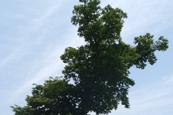 [강화의 보호수] 송해면 당산리 느티나무(4-9-7)