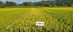 강화군, 밥맛이 으뜸인 강화섬쌀의 ‘새로운 벼 품종’ 이름 공모