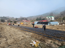 삼산면 주민자치위원회,이웃돕기 및 도농교류 활성화를 위한 사랑의 감자심기 행사