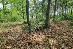 강화군, 숲가꾸기 사업 추진...산림의 가치를 높인다