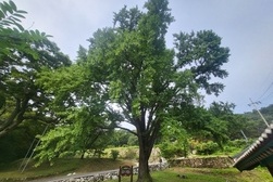 [강화의 보호수] 강화읍 국화리 은행나무(4-9-51)