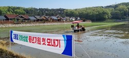 강화군, 맛있는 고품질 강화섬쌀 첫 모내기