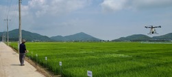  강화군, ‘고품질 강화섬쌀’ 생산을 위한  이삭거름 적기·적량 살포 당부