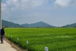  강화군, ‘고품질 강화섬쌀’ 생산을 위한  이삭거름 적기·적량 살포 당부